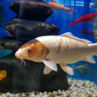 Giant Koi fish inside aquariam