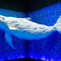 Giant whale sized Koi fish art inside aquariam